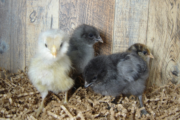 4 Pullet Chicks Week 1 - 2 Steel Blue and 2 Easter Egger